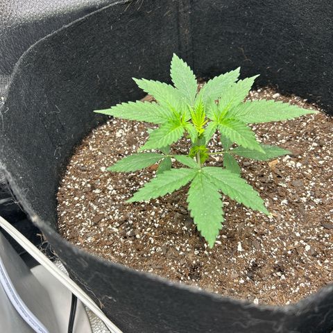 Royal Runtz #2 growlog photo: Temp 72.1 
RH 57%