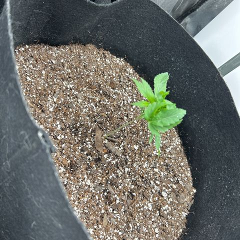 Royal Runtz #1 growlog photo: Temp 72.1
RH 57%