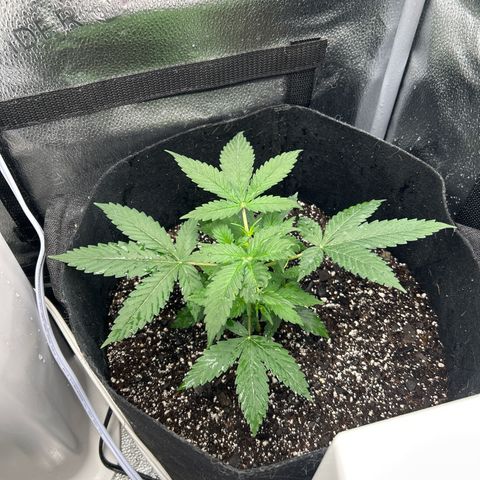 Royal Runtz #2 growlog photo: Temp 78.2
RH 50%