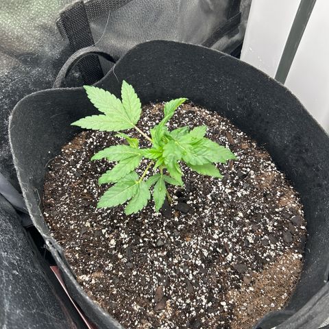 Royal Runtz #1 growlog photo: Temp 78.2
RH 50%