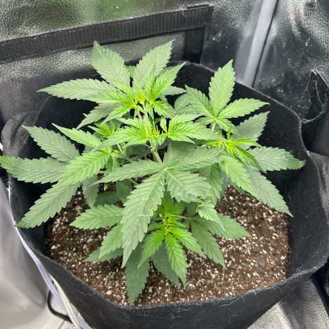Royal Runtz #2 growlog photo: Temp 71.9
RH 52%