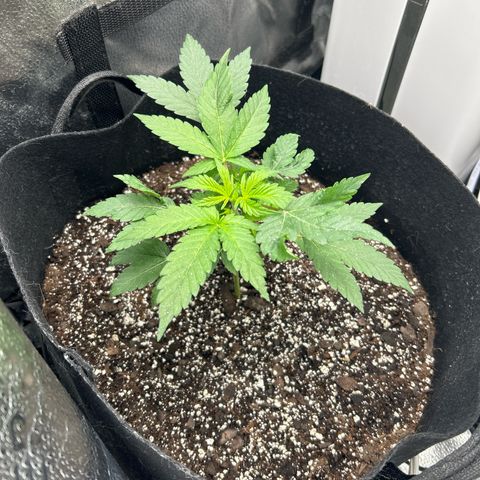 Royal Runtz #1 growlog photo: Temp 72.1
RH 52%