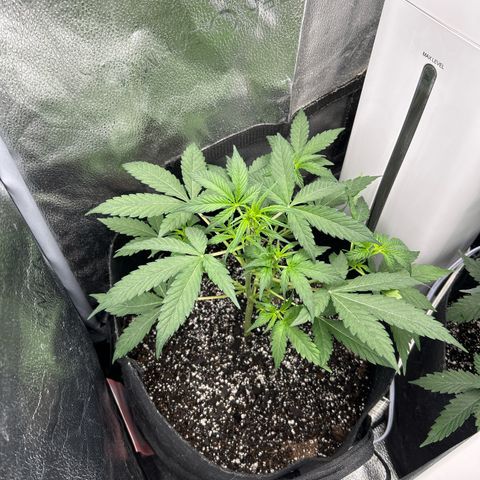 Royal Runtz #1 growlog photo: Temp 78.2
RH 50%
