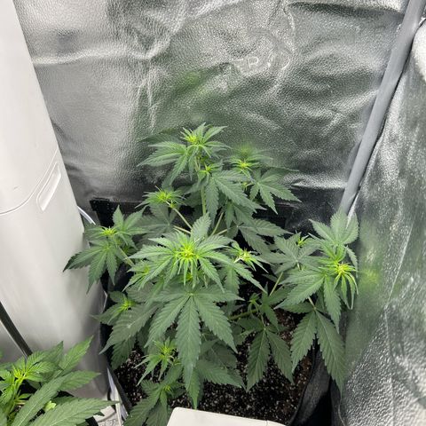 Royal Runtz #2 growlog photo: Temp 78.2
RH 50%
Preflowering