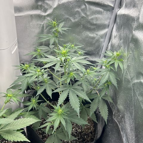 Royal Runtz #2 growlog photo: Temp 74.8
RH 53%
