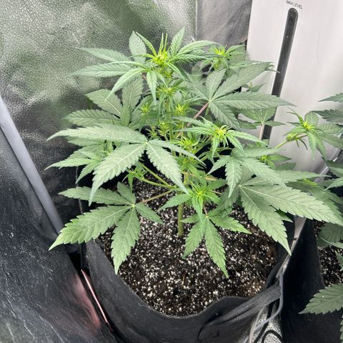 Royal Runtz #1 growlog photo: Temp 74.8
RH 53%
