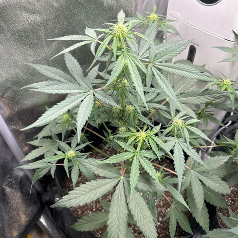 Royal Runtz #1 growlog photo: Temp 79.9
RH 50%