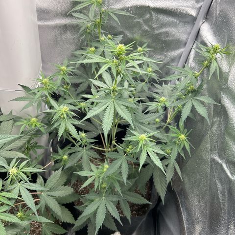 Royal Runtz #2 growlog photo: Temp 79.9
RH 50%