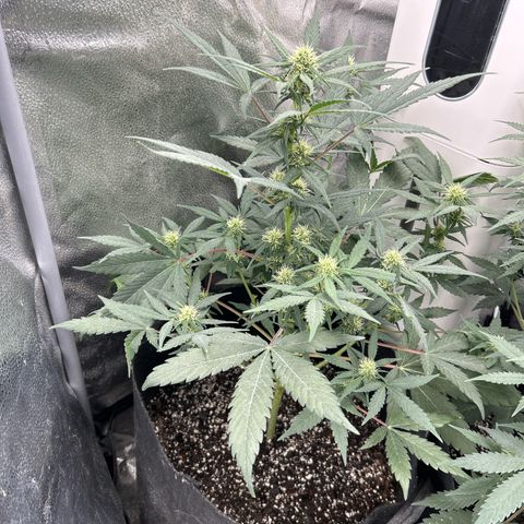 Royal Runtz #1 growlog photo: Temp 81.1
RH 50%