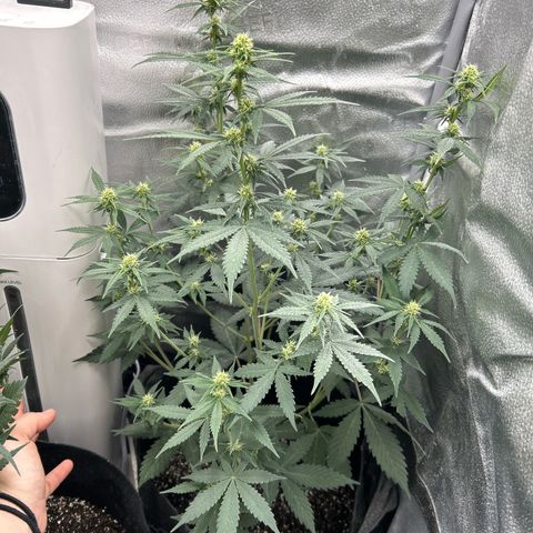 Royal Runtz #2 growlog photo: Temp 81.1
RH 50%