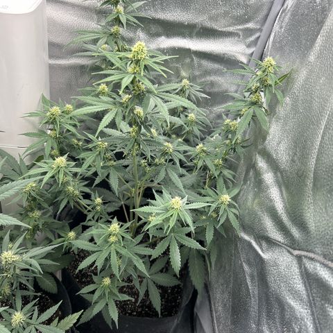 Royal Runtz #2 growlog photo: Temp 75.9
RH 50%