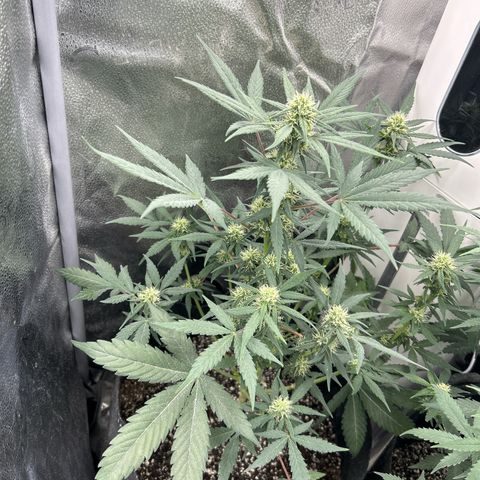 Royal Runtz #1 growlog photo: Temp 75.9
RH 50%