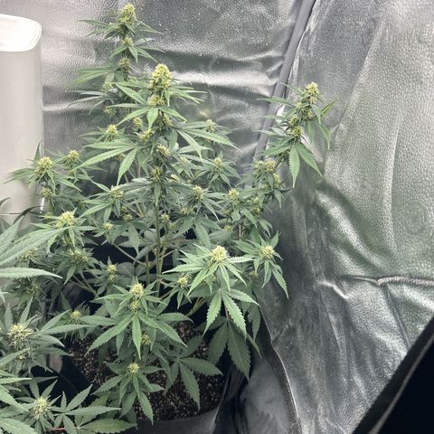 Royal Runtz #2 growlog photo: Temp 74.8
RH 50%
