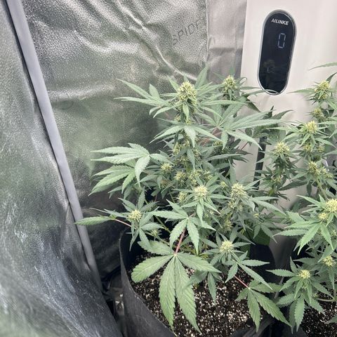 Royal Runtz #1 growlog photo: Temp 74.8
RH 50%