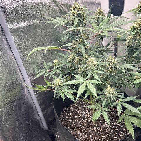 Royal Runtz #1 growlog photo: Temp 74.6
RH 50%
