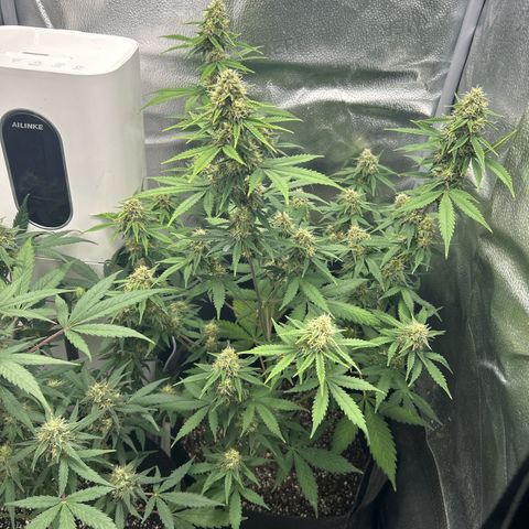 Royal Runtz #2 growlog photo: Temp 74.6
RH 50%