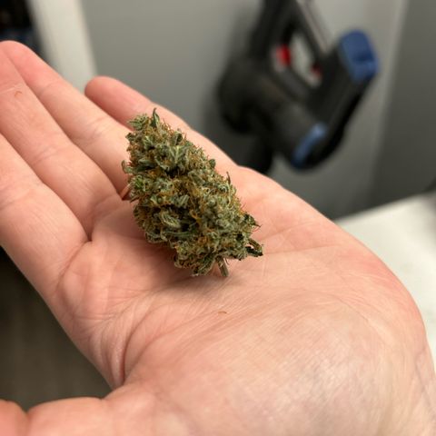 Royal Runtz #2 growlog timeline photo