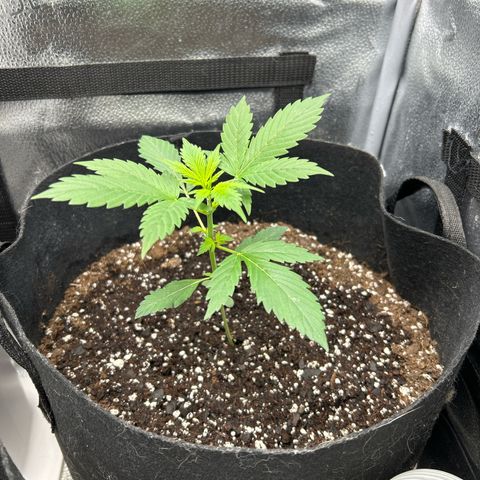 North Thunderfuck growlog timeline photo