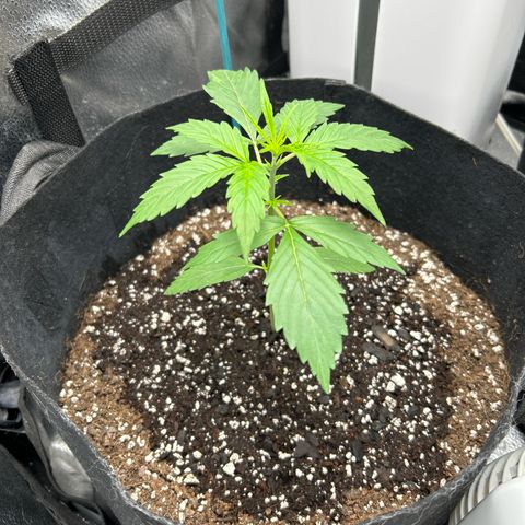 Royal Critical Automatic growlog timeline photo