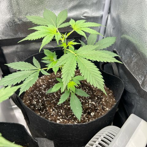 North Thunderfuck growlog timeline photo