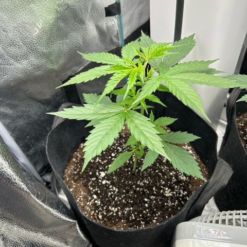 Royal Critical Automatic growlog timeline photo