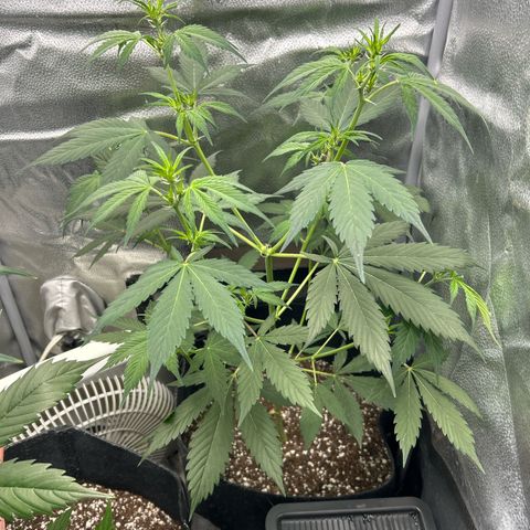 North Thunderfuck growlog timeline photo