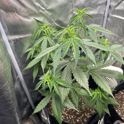 Royal Critical Automatic growlog timeline photo