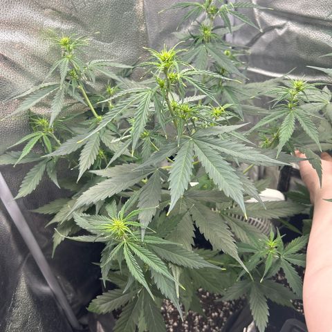Royal Critical Automatic growlog timeline photo