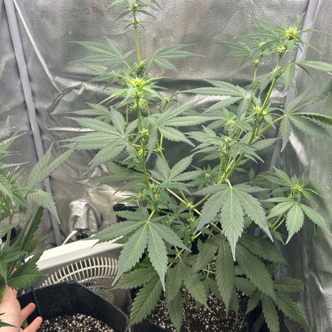 North Thunderfuck growlog timeline photo