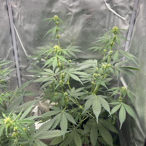 North Thunderfuck growlog timeline photo