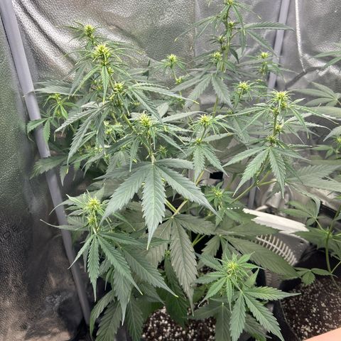 Royal Critical Automatic growlog timeline photo
