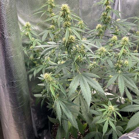 Royal Critical Automatic growlog timeline photo