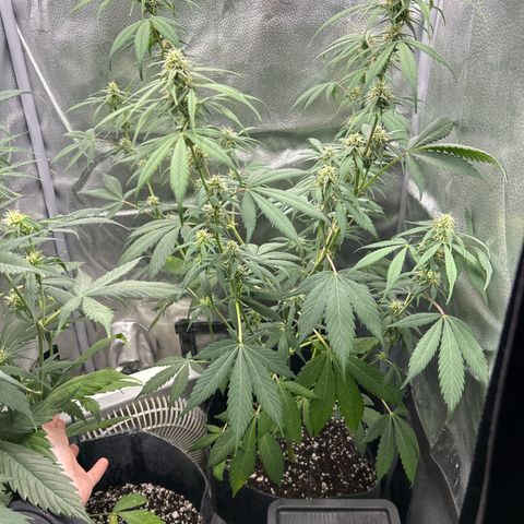 North Thunderfuck growlog timeline photo