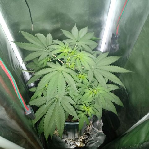 Choco OG growlog photo: Lleva ya 3 semanas de Vege