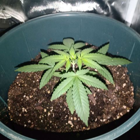 Choco OG growlog photo: Comenzamos con el suministro de fertilizante para cultivo