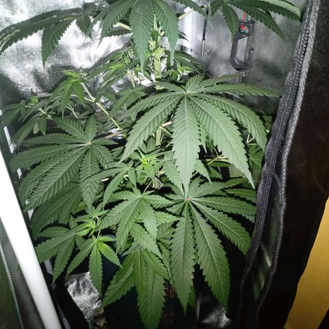 Choco OG growlog timeline photo