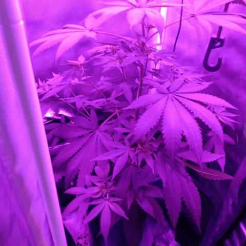 Choco OG growlog photo: Empieza etapa de preflora y no ha mostrado ningún tipo de infección por bichos o deficiencias