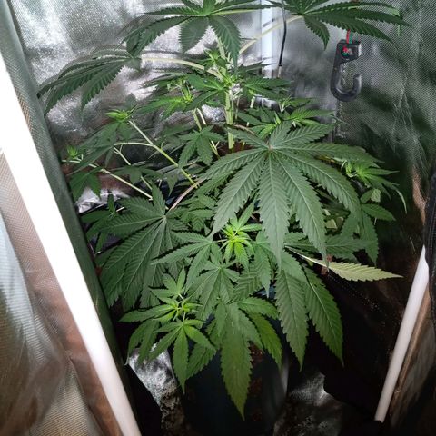 Choco OG growlog photo: Empieza etapa de preflora y no ha mostrado ningún tipo de infección por bichos o deficiencias