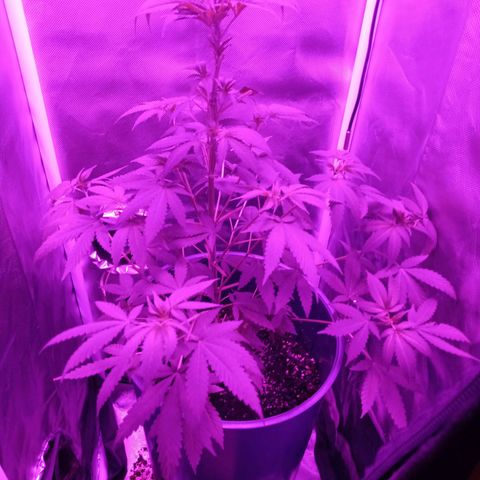 Choco OG growlog photo: Se le aplicó poda de hojas