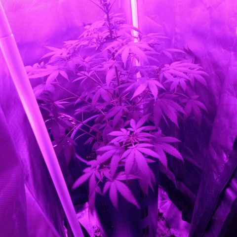 Choco OG growlog photo: Sexualizacion de la planta