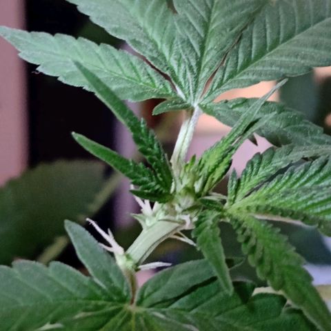 Choco OG growlog photo: Sexualizacion de la planta