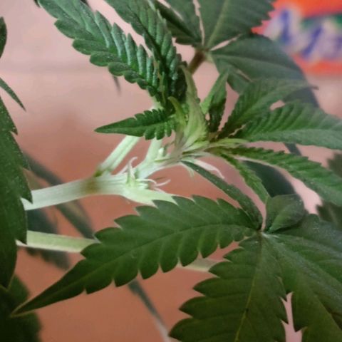 Choco OG growlog photo: Sexualizacion de la planta