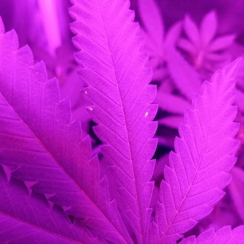 Choco OG growlog photo: Aparición de mancha por excesos de fertilizantes, voy a regar con agua sola, por los próximos días.