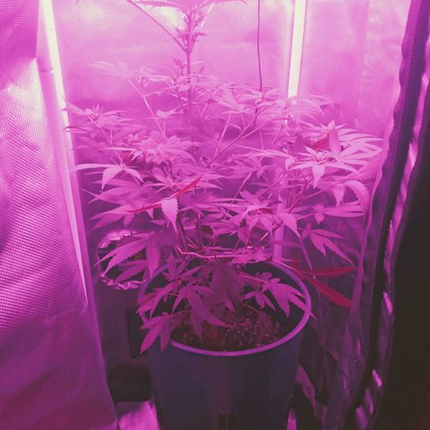 Choco OG growlog photo: Formación de cogollos