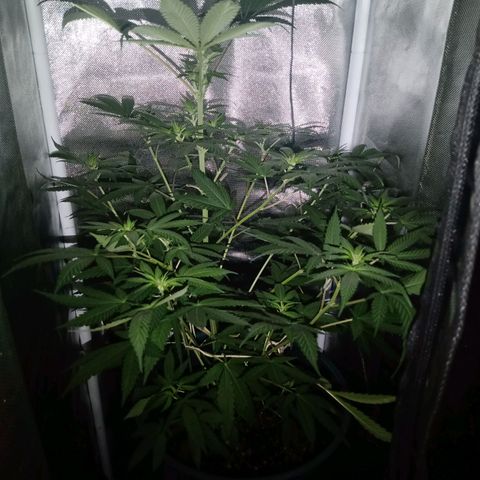 Choco OG growlog photo: Formación de cogollos