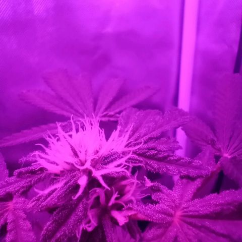 Choco OG growlog timeline photo