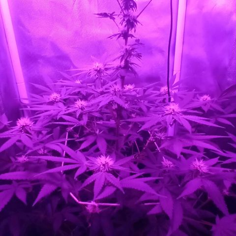 Choco OG growlog timeline photo