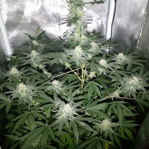 Choco OG growlog timeline photo