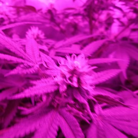 Choco OG growlog timeline photo