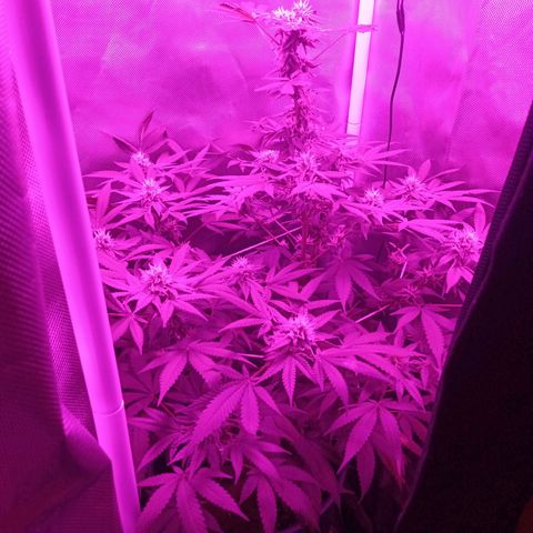 Choco OG growlog timeline photo